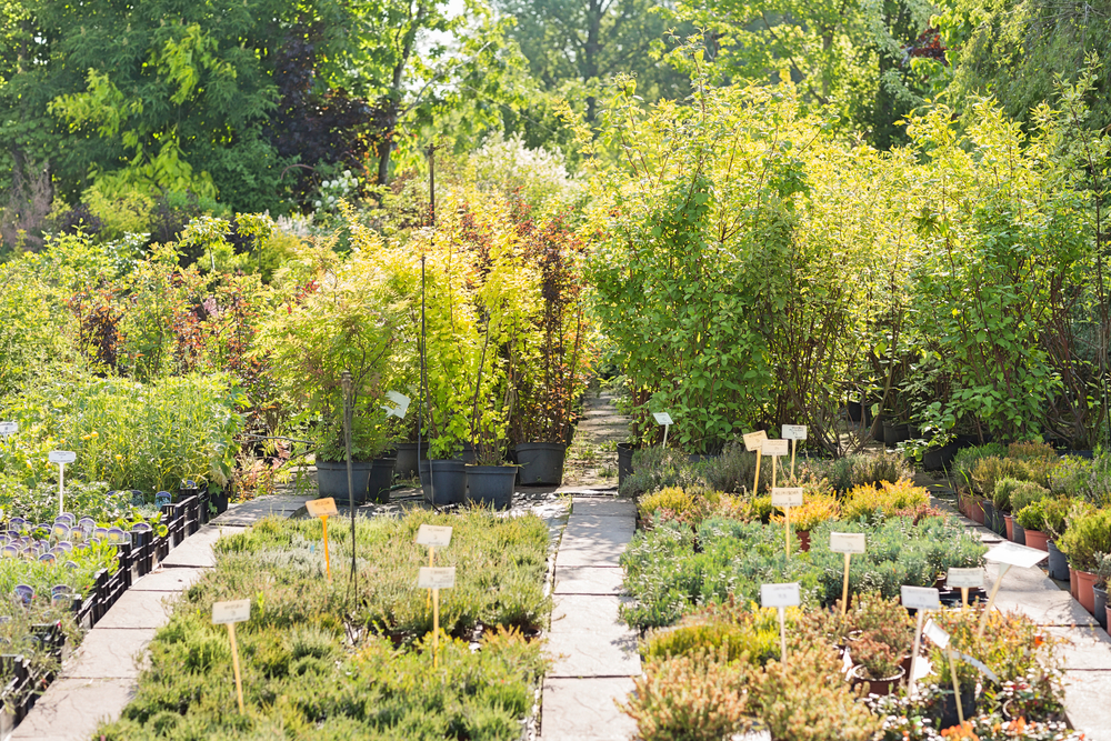 Nursery plants