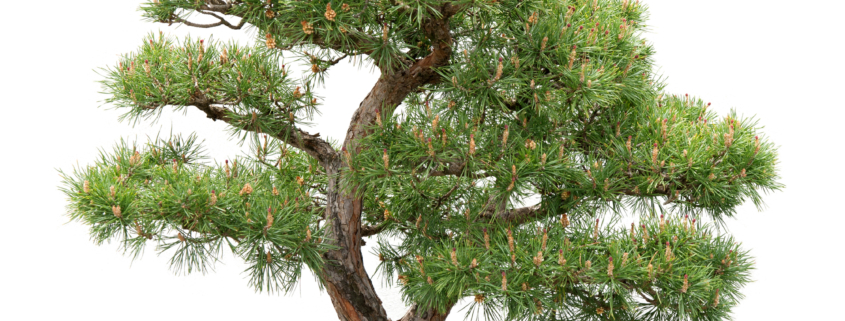 Bonsai, pine tree on white background