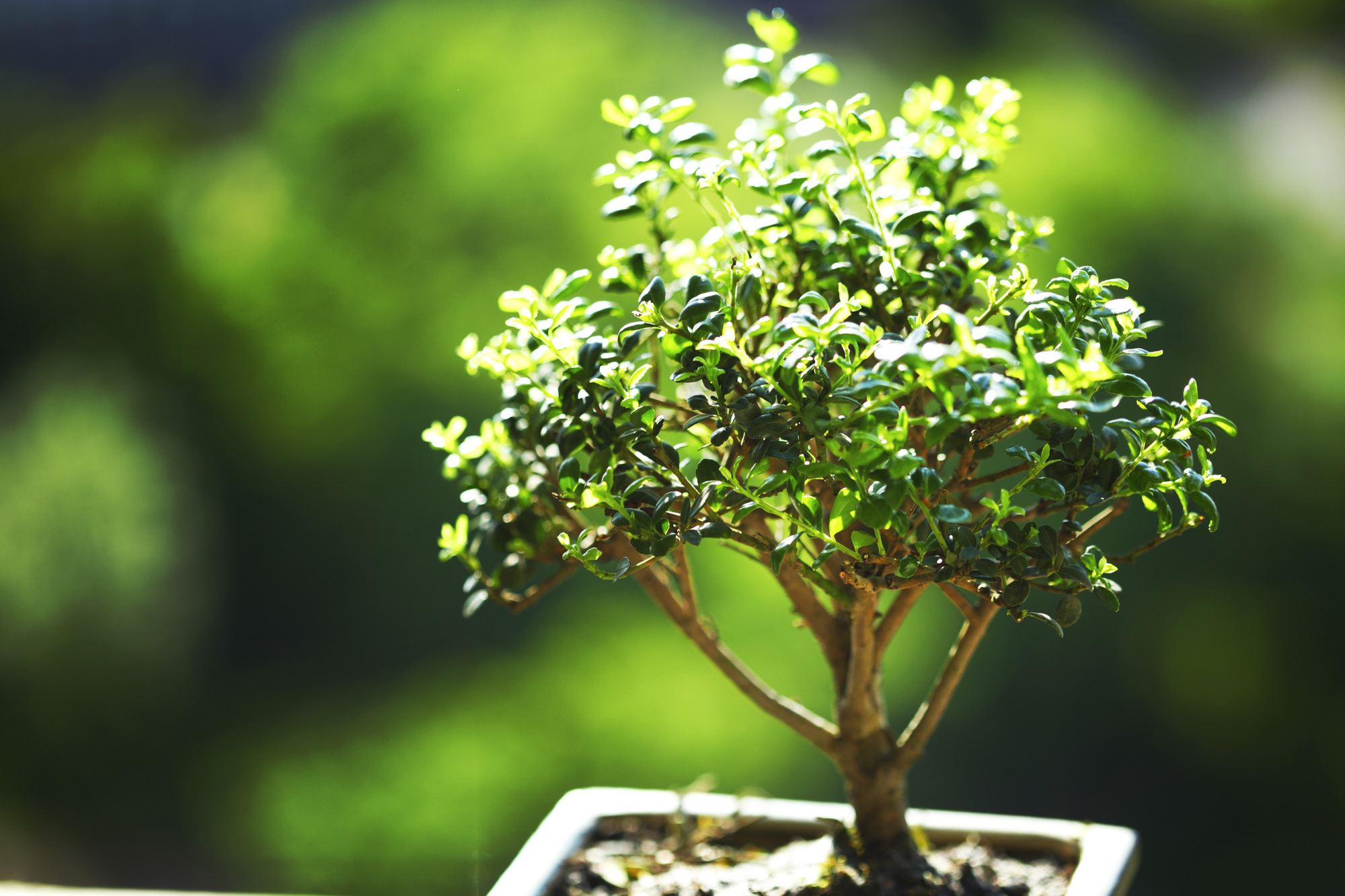 bonsai on green grass background