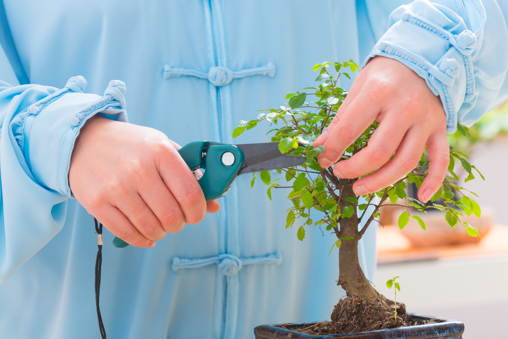 Woman trimming bonsai tree