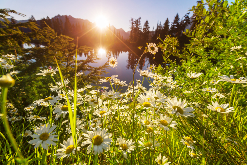 Meadow in bloom