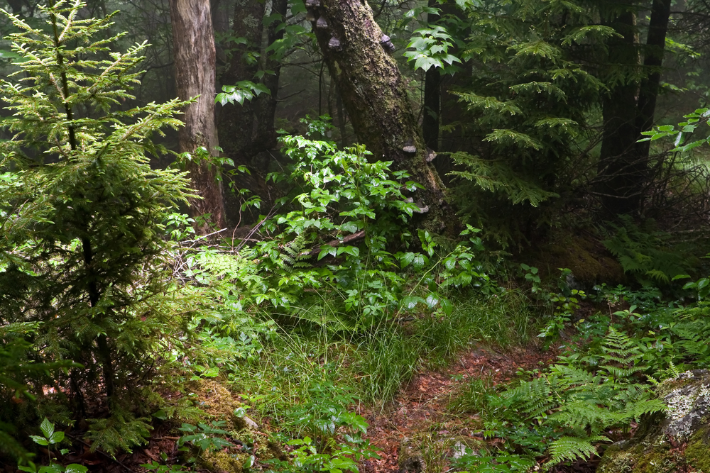 Fern-covered forest floor