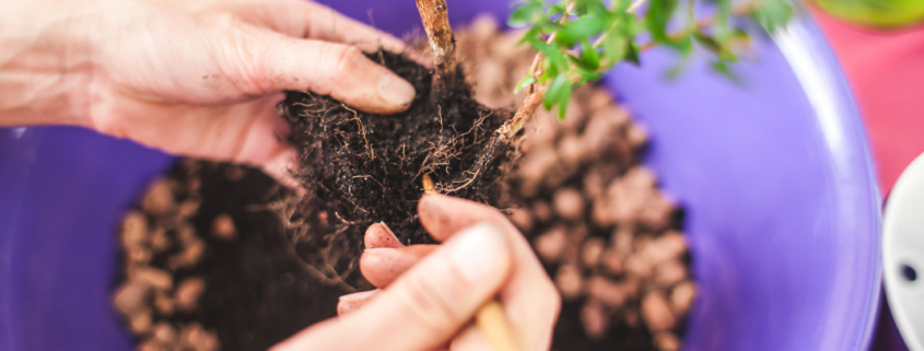 Repotting bonsai