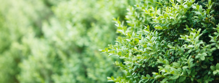 Hedge of boxwood bushes