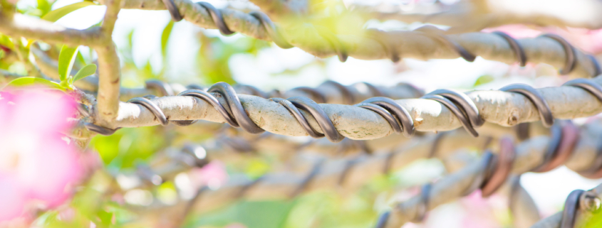 Closeup bonsai branch wrapped by control wire