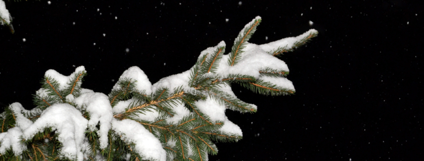 Fir tree branch covered with snow in the night