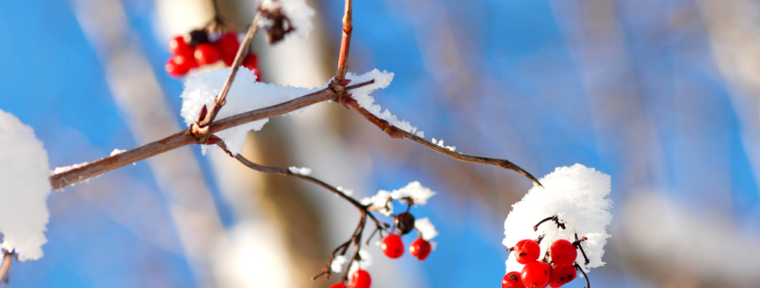 Red berries in winter