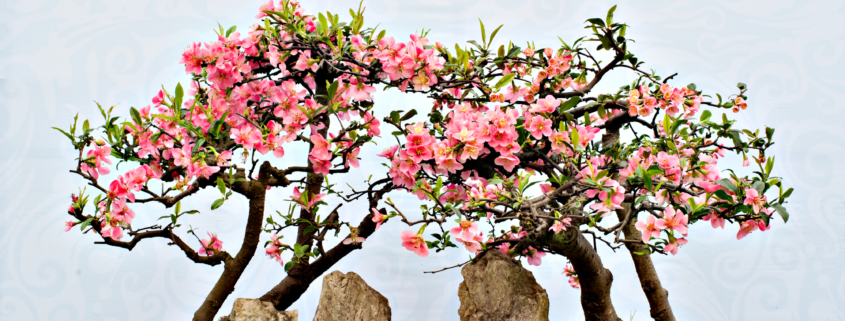 Chinese bonsai with pink flowers