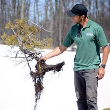 yamadori: tree from nature